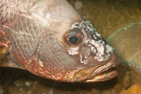 hith in fish|11.1. Hole in the Head Syndrome .